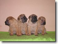 �t��ata - 6 t�dn�