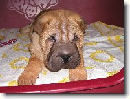 Barney - 7 t�dn�