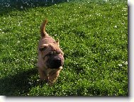 sedmi t�denn� zmuchl�nek