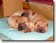 �t��ata - 7 t�dn�