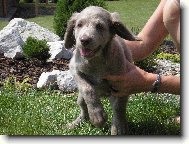 V�marsk� oha� dlouhosrst�