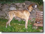 Caky u Rychl�ho ��bla