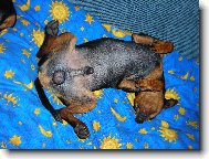 Trpasli�� pin�