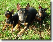 Trpasli�� pin��ci a Bul�kem