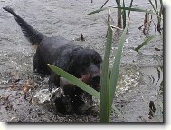 Dastin DAMA Krkono�e