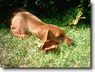 jeden velkej ps� �vindl