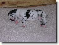 miminko n�meck� dogy