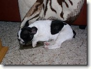 Dobrou noc a sladk� sny