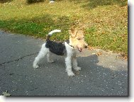 Harry DE BOA DOR� (vyhl�ej�c� jakou by ud�lal dal�� lump�rnu)