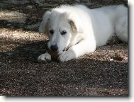 Na�e veverka B�ra