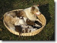 Pln� ko��k �t�st�:-)