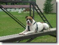 american bulldog /typ standart/..16m�s.fenka