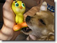 Denny a nejobl�ben�j�� hra�ka