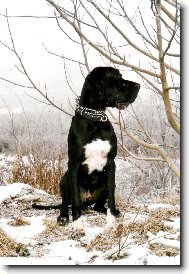 Dante �esk� Sirius