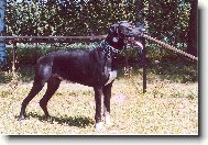 Dante �esk� Sirius