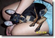 Trpasli�� pin� Dane�ek