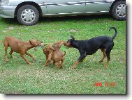 Vyhraje �ern� nebo �erven�?