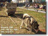 Brit La Rose Loscan -dr�itel europoh�ru v pullingu 2005 a 2006