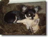 Jeles-le od Vyd�� z�toky a Amar od Dorrinky