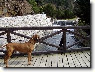 Arwin na l�vce v Pr�honick�m parku