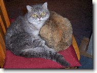 Exotick� ko�i�ky