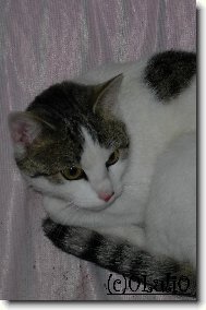 Pohod�� plemene Ko�ka dom�c�=)