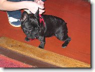 Baru�ka rok a p�l