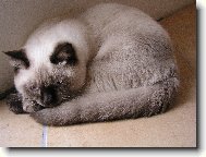 Sugar Dream�s EEDEN - Eda