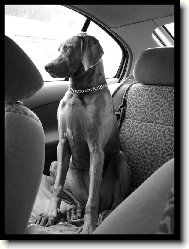 Ambra od Voka�ovsk�ho rybn�ka