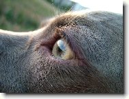 Ambra od Voka�ovsk�ho rybn�ka