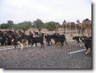 St�do koz a velbloud�