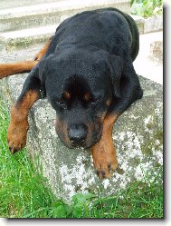 kuk i malej k�men sta�� pro odpo�inek