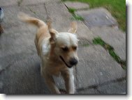 Zlat� retr�vr v b�hu