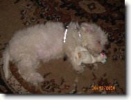 Po hr�tk�ch s tyg��kem jsem hned usnula s dinosaur�kem