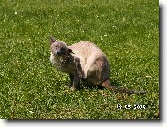 Gonzo (Whale �t�cha)