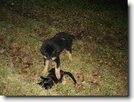 Pejsek a ko�i�ka :-)