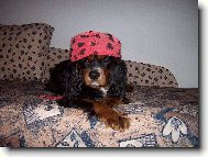 j�va ��rl�nek