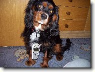 m�j kaval�rek ��rl�