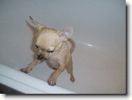 Sammy�ek se koupal..