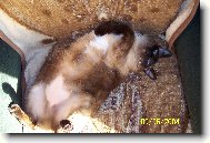 ko�i�� v�len�:-)