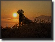 Archie �ek� na sn�h