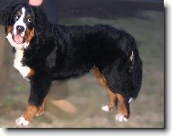 Astor Polepsk� �dol�