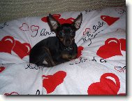 Srd��ko mezi srd��ky