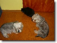 Ko�i�ko, po� si hr�t