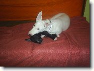 Jsme ti nej k�mo�i !!!