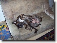 fakt nezn�m v�t�� ps� mazl��ky ne� boxery