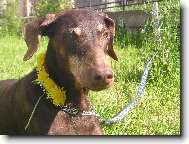 Baru�ka par�dnice