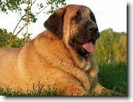 �pan�lsk� mastin