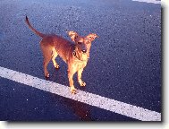 Ziki op�t na proch�zce