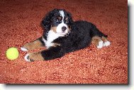 BERNIE kdy� byl je�t� �t���tko- 9 t�dn�